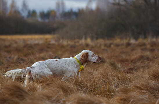 Hunting with an English setter. Hunting dog runs through the forest.
