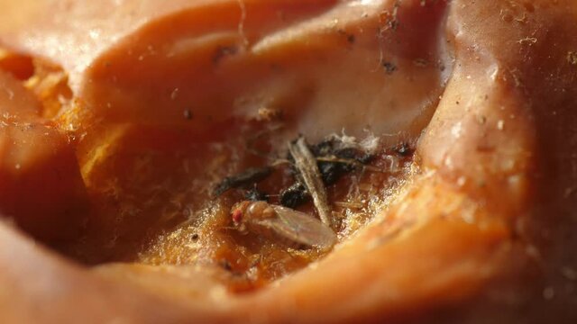 Drosophila melanogaster fruit fly flies macro extreme close