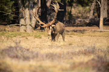 Red Deer, taking Mudbath