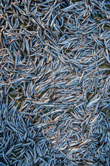 fresh catch of the day, dry fish on the lake shore Lake Malawi, Africa