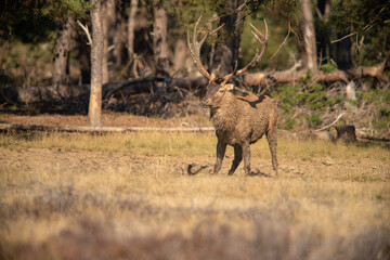 Red Deer, taking Mudbath
