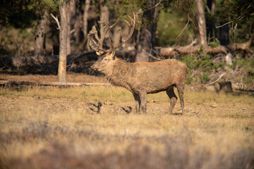 Red Deer, taking Mudbath