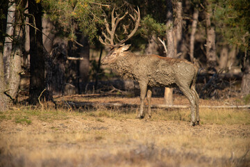 Red Deer, taking Mudbath