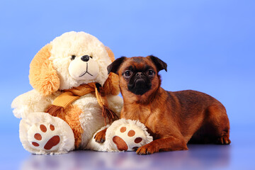 dog on a blue background