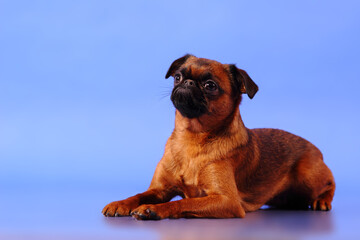 Obraz premium dog on a blue background