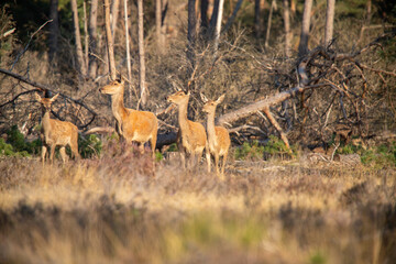 Red Deer, taking Mudbath