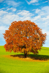 single big old beech tree on the meadow in autumn