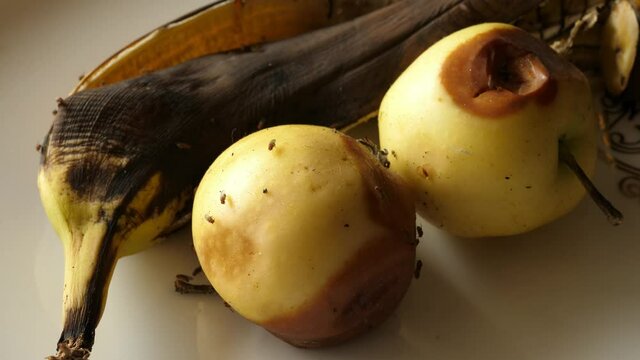fruit flies walking on rotten fruits banana apple Drosophila melanogaster
