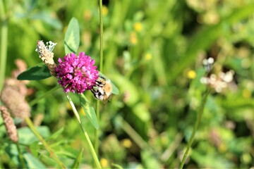 Bee sucks nectar from a red clover blossom
