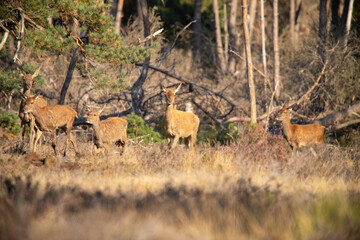 Red Deer, taking Mudbath