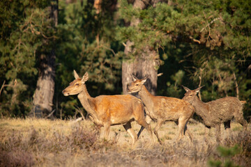 Red Deer, taking Mudbath
