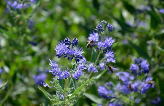 It is a lower woody shrub that offers late summer flowering of deep blue-violet color. The Heavenly Blue variety bears almost silver leaves from below. The flowers are small, as if hairy laths of blue