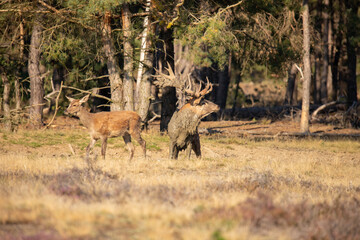 Red Deer, taking Mudbath