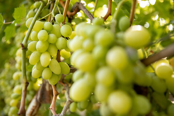A bunch of ripe grapes ready for harvest at a vineyard