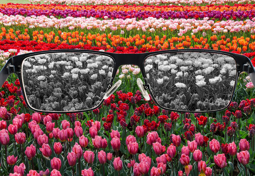 Looking through glasses to bleach tulips field. Color blindness. World perception during depression. Medical condition. Health and disease concept.