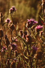 flowers in the field
