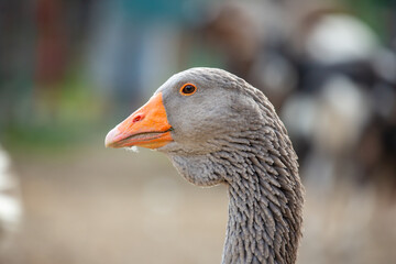 Portrait of a goose at a farm
