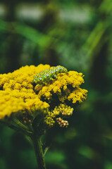 yellow flower in spring