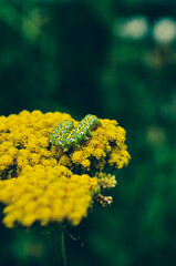 yellow flower on green background