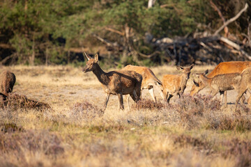 Red Deer, taking Mudbath