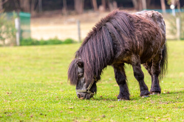 Portrait of a Shetland pony at a farm