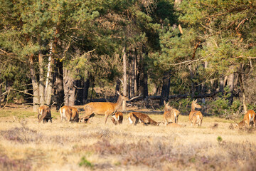 Red Deer, taking Mudbath