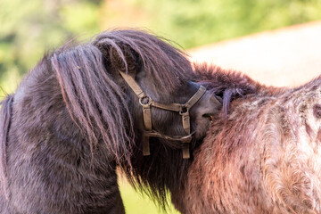 Portrait of a Shetland pony at a farm