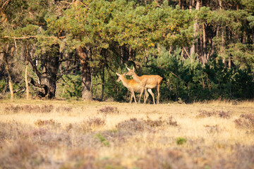 Red Deer, taking Mudbath