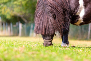 Portrait of a Shetland pony at a farm