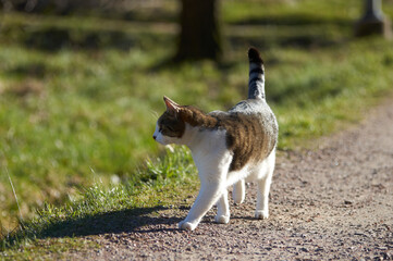 Cat walking on a gravel road looking at something.