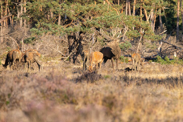Red Deer, taking Mudbath