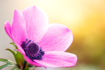 アネモネの花　春のイメージ