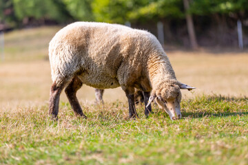 Fototapeta premium Portrait of a sheep at a farm