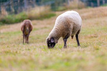 Fototapeta premium Portrait of a sheep at a farm