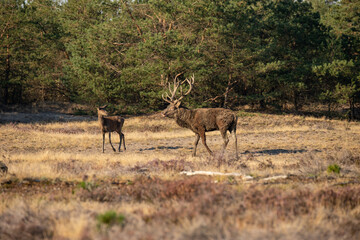 Naklejka na ściany i meble Red Deer, taking Mudbath