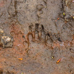 Common Wombat tracks in wet sand