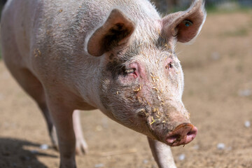 Portrait of a pig at a farm