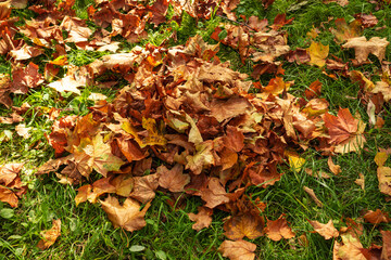 Pile of fallen dried colorful autumn leaves on the ground.