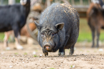 Portrait of a pot-bellied pig at a farm