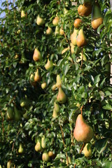 Pear fruits in agriculture, cultivation and summer production