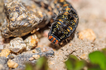 Pasture Day Moth caterpillar on the ground