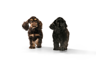 American cocker spaniel puppies posing. Cute dark-braun doggies or pets playing on white background. Look attented and playful. Studio photoshot. Concept of motion, movement, action. Copyspace.