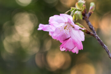 桜の花　春のイメージ