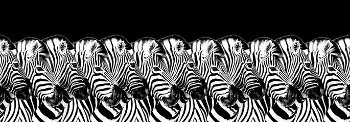 Striped zebras seamless pattern black background isolated, zebra head art border, animalistic black...