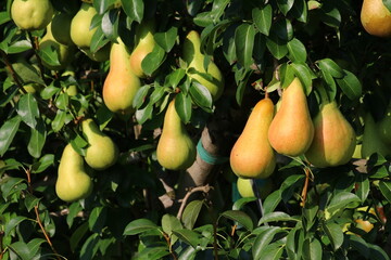 Pear fruits in agriculture, cultivation and summer production