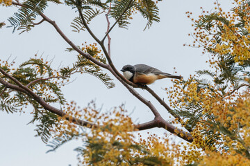 Rufous Whistler in a tree