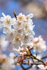 桜の花　春のイメージ