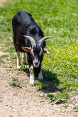 Fototapeta premium ヤギのポートレート