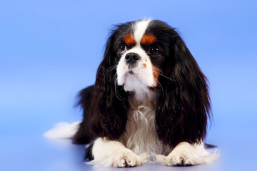 Cocker Spaniel on a blue background