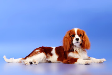 Cocker Spaniel on a blue background